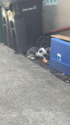 Found/Stray Male Cat last seen My front yard, Cincinnati, OH 45205