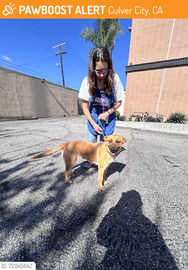 Found/Stray Female Dog last seen Pasta Sisters Culver City, Culver City, CA 90034