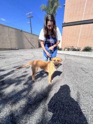 Found/Stray Female Dog last seen Pasta Sisters Culver City, Culver City, CA 90034