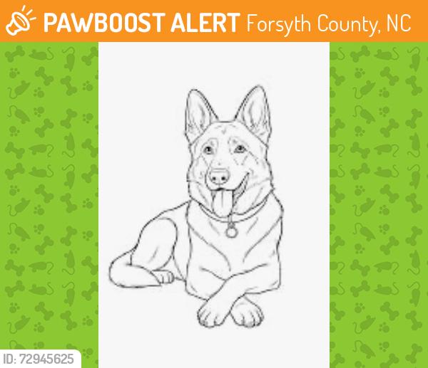 Found/Stray Unknown Dog last seen West Road , Forsyth County, NC 27052