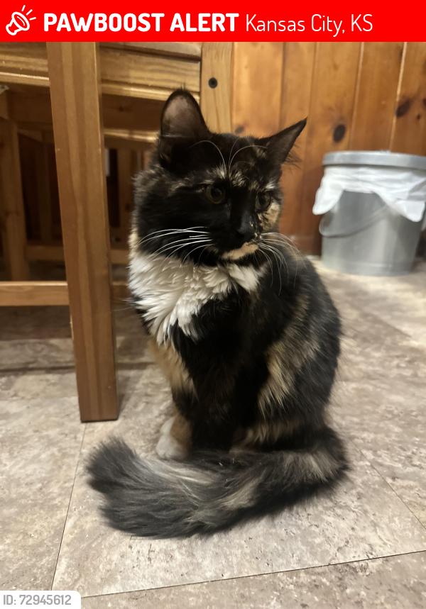 Lost Female Cat last seen 81st and Leavenworth Rd, Kansas City, KS 66109