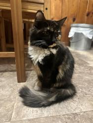 Lost Female Cat last seen 81st and Leavenworth Rd, Kansas City, KS 66109
