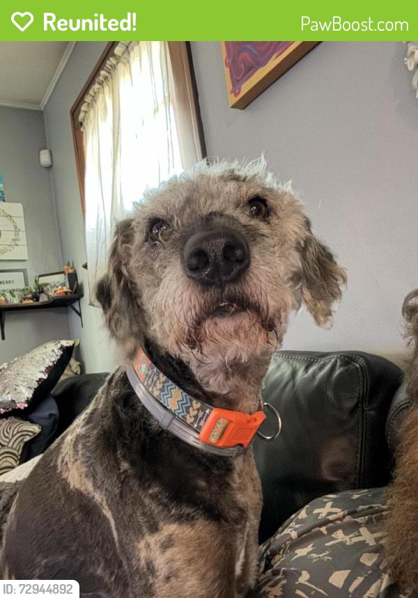 Reunited Male Dog last seen East broadway and oakdale Toledo , Toledo, OH 43605