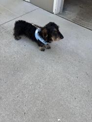 Reunited Male Dog last seen Van and Hilltop Drive, Poland Township, OH 44514