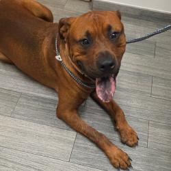 Shelter Stray Male Dog last seen , Jacksonville, FL 32216