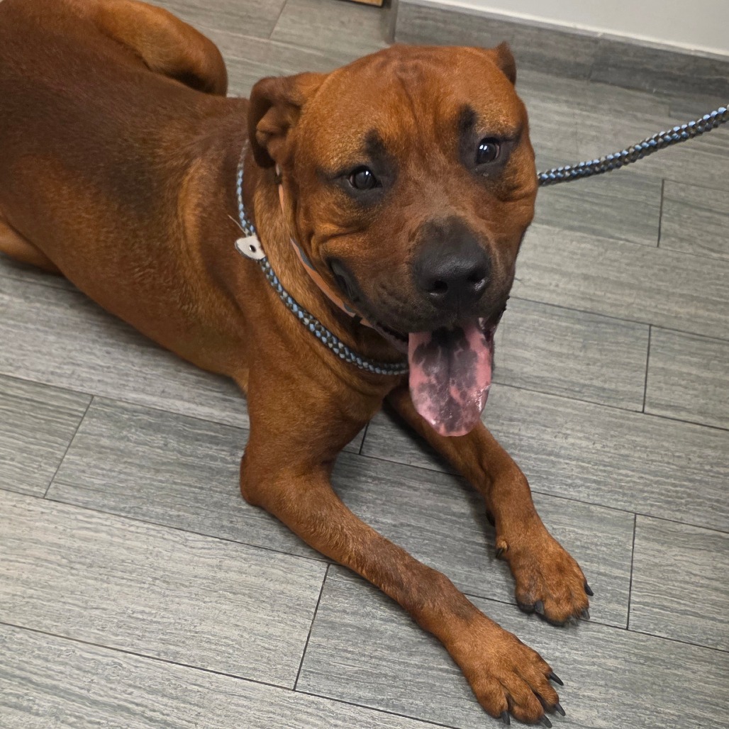 Shelter Stray Male Dog last seen , Jacksonville, FL 32216