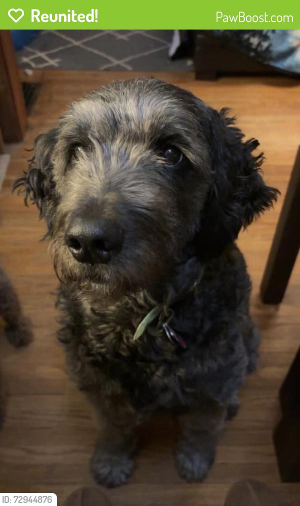Reunited Female Dog last seen East broadway/oakdale , Toledo, OH 43605