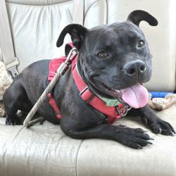 Shelter Stray Female Dog last seen , Memphis, TN 38133