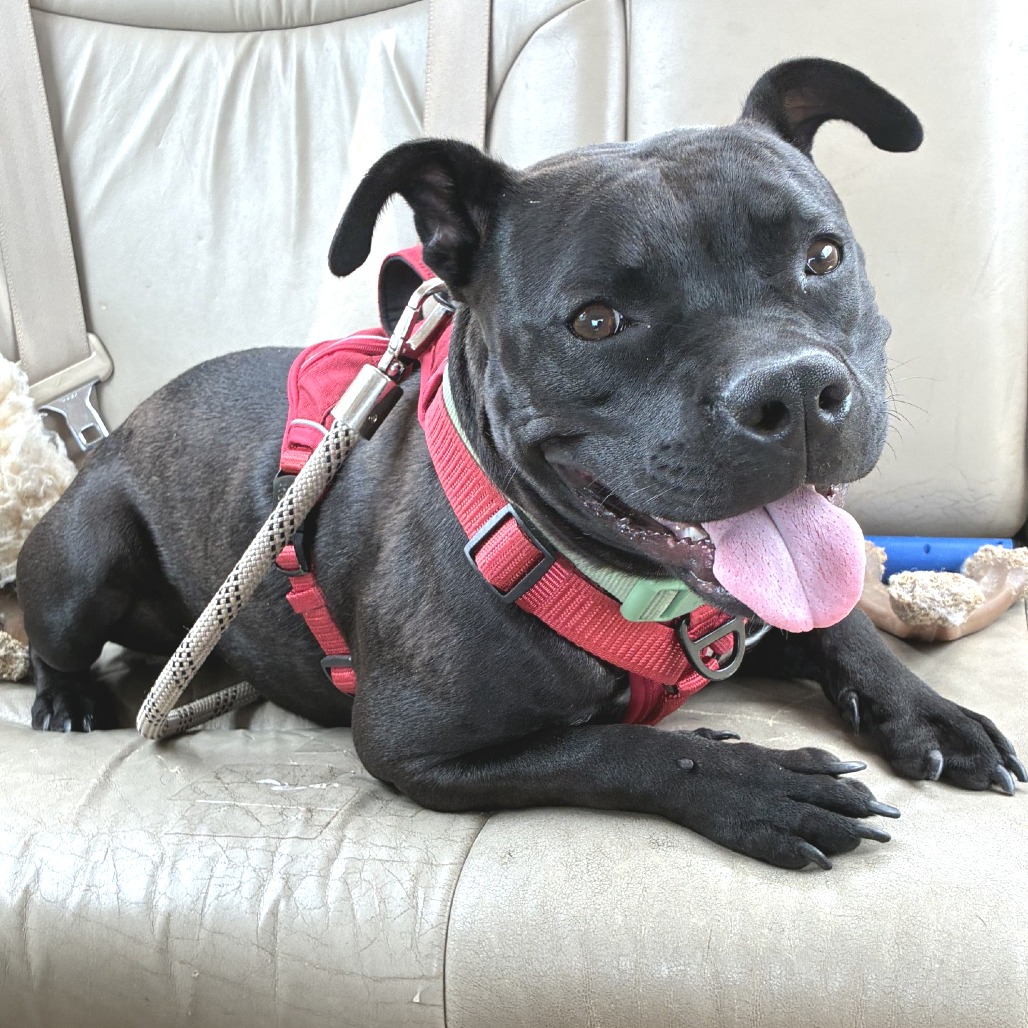 Shelter Stray Female Dog last seen , Memphis, TN 38133