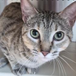 Shelter Stray Female Cat last seen , Norman, OK 73072