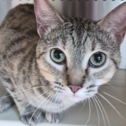 Shelter Stray Female Cat last seen , Norman, OK 73072