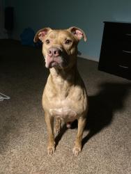 Lost Male Dog last seen Jackson Ave, Vanburen Ave, Brinker Ave 27th street, Ogden UT, Ogden, UT 84403