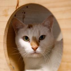 Shelter Stray Male Cat last seen , Tampa, FL 33607