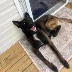 Shelter Stray Male Dog last seen , Port Richey, FL 34653