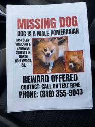 Lost Male Dog last seen Vineland and vanowen , Los Angeles, CA 91505