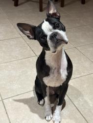 Reunited Female Dog last seen Katy creek ranch , Katy, TX 77494