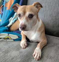 Reunited Female Dog last seen Near Bontebok Dr, Converse, TX 78109, Converse, TX 78109