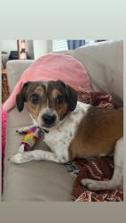 Reunited Female Dog last seen Near Lancaster Rd, Akron, OH 44313