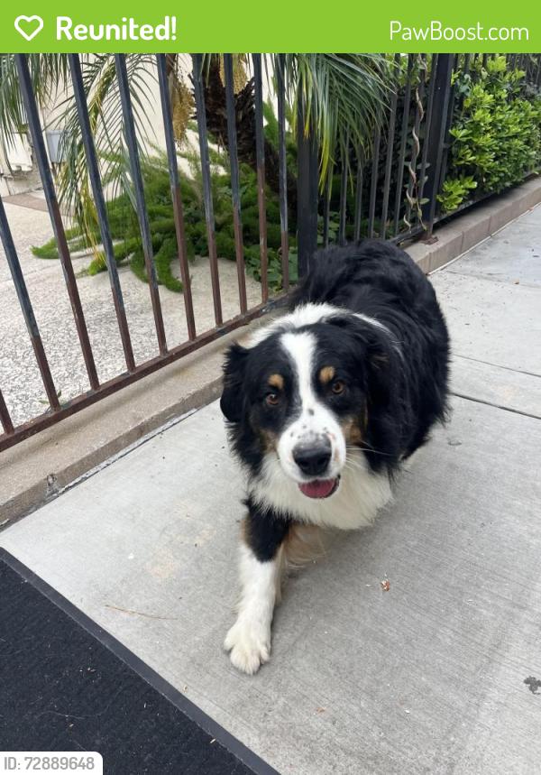 Reunited Male Dog last seen Palm ave and to Pl, Riverside, CA 92506