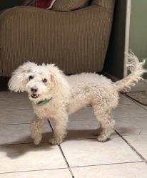 Found/Stray Unknown Dog last seen greenway street , Arlington, TX 76010