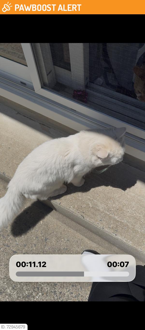 Found/Stray Unknown Cat last seen Highland Avenue , Franklin Township, NJ 08873