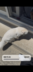 Found/Stray Unknown Cat last seen Highland Avenue , Franklin Township, NJ 08873