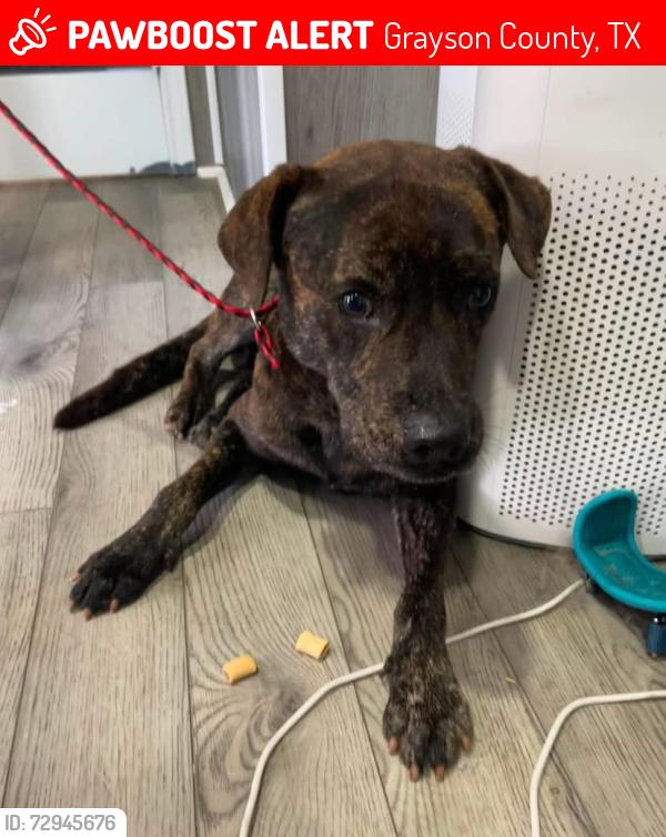 Lost Male Dog last seen Ethel Cemetery Road , Grayson County, TX 76233
