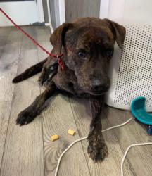 Lost Male Dog last seen Ethel Cemetery Road , Grayson County, TX 76233