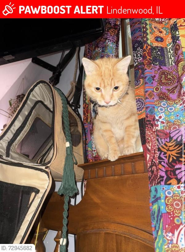 Lost Female Cat last seen On 251 road, Lindenwood, IL 61049