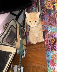 Lost Female Cat last seen On 251 road, Lindenwood, IL 61049