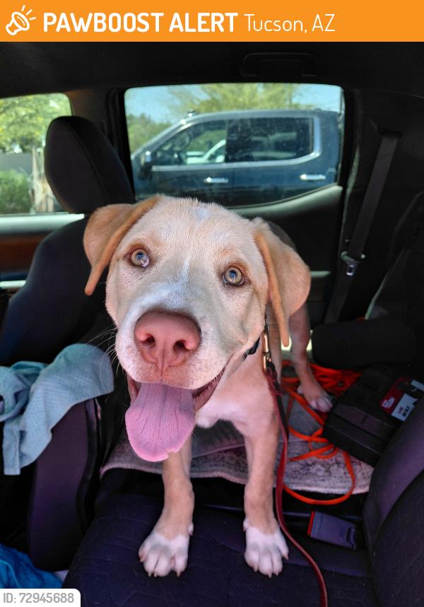 Found/Stray Male Dog last seen Holly Stravenue and Kelvin Stravenue , Tucson, AZ 85713