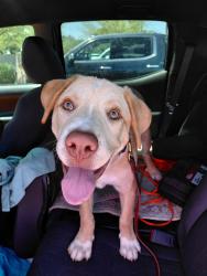 Found/Stray Male Dog last seen Holly Stravenue and Kelvin Stravenue , Tucson, AZ 85713
