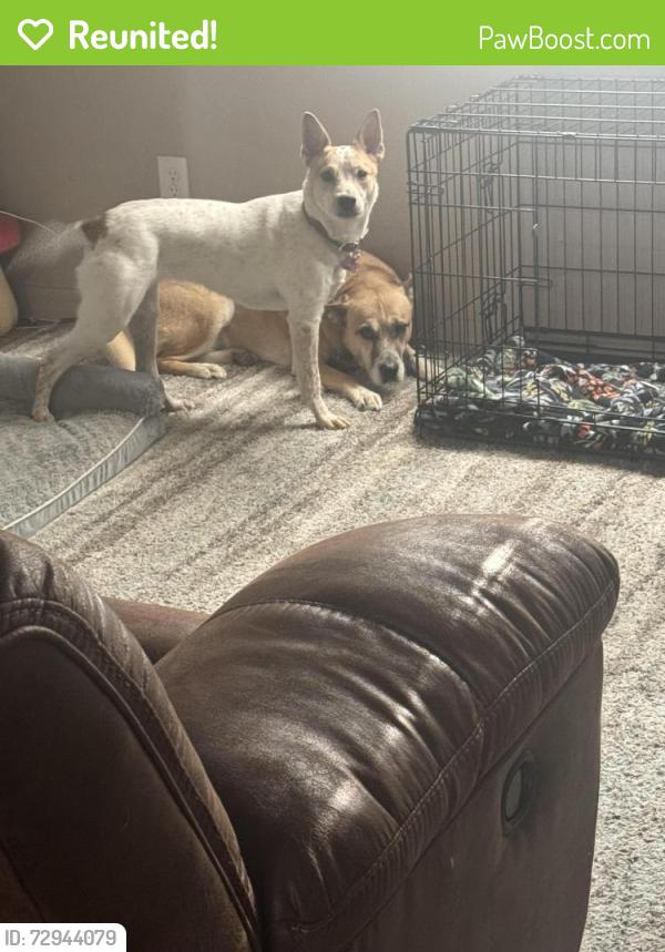 Reunited Female Dog last seen Near Valle Alto Dr NE , Rio Rancho, NM 87124