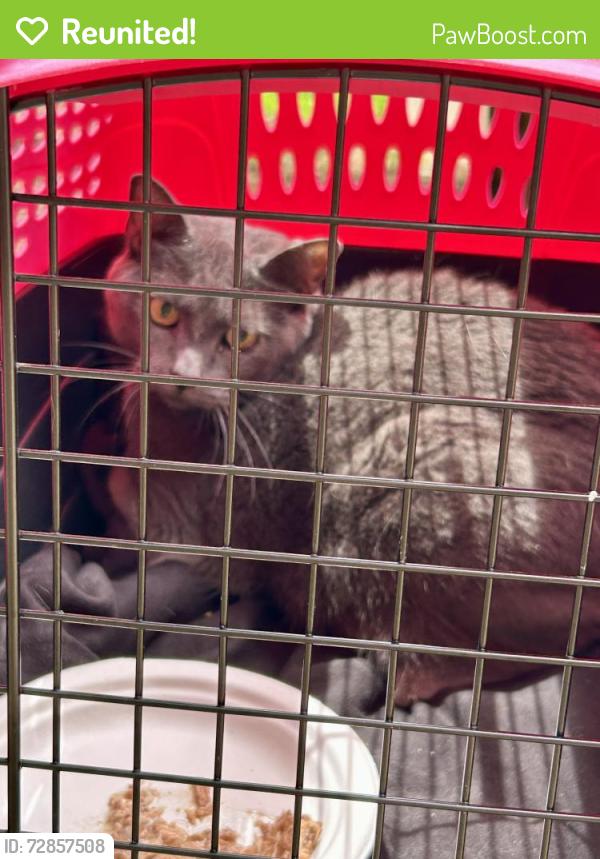 Reunited Female Cat last seen Luxbury Court in Winston Salem NC, Winston-Salem, NC 27104
