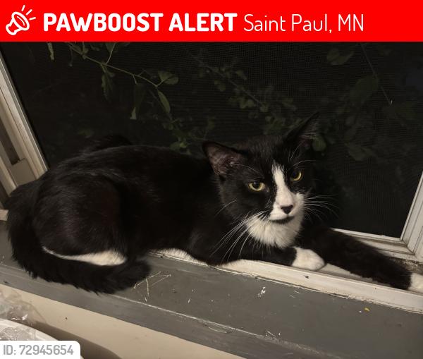 Lost Male Cat last seen lexington hse apmts , Saint Paul, MN 55116