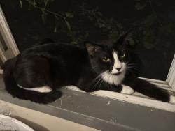 Lost Male Cat last seen lexington hse apmts , Saint Paul, MN 55116