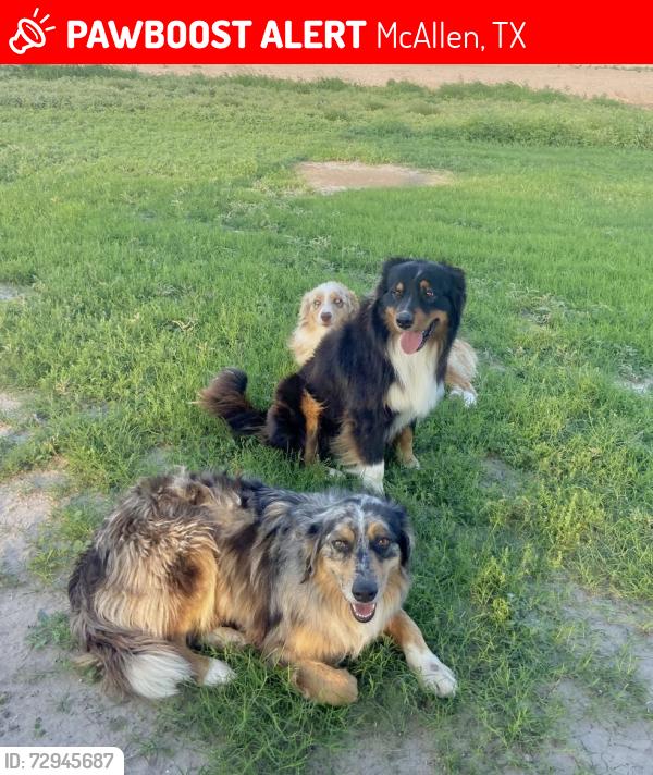 Lost Female Dog last seen Taylor rd, McAllen, TX 78504