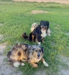 Lost Female Dog last seen Taylor rd, McAllen, TX 78504