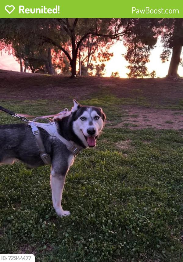 Reunited Male Dog last seen Park avenue and Irvington , Tucson, AZ 85706