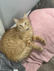 Lost Male Cat last seen Pearl Davis Road near the new DG on Bemiss, Bemiss, GA 31605