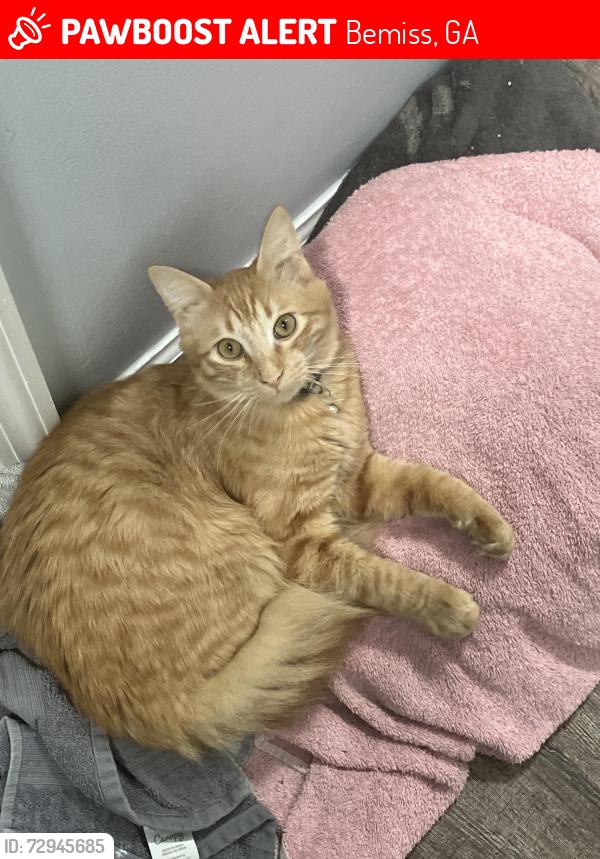 Lost Male Cat last seen Pearl Davis Road near the new DG on Bemiss, Bemiss, GA 31605