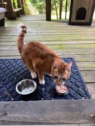 Found/Stray Unknown Cat last seen Between Hamilton Street & Hudson Ave, Albany, NY 12229