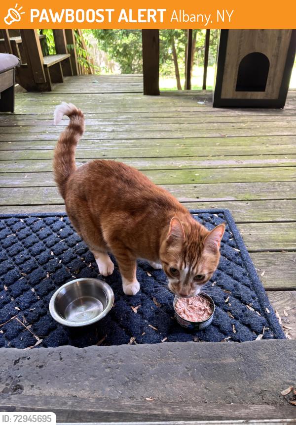 Found/Stray Unknown Cat last seen Between Hamilton Street & Hudson Ave, Albany, NY 12229