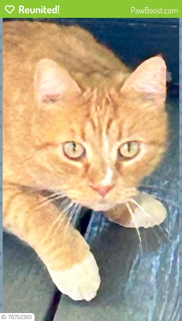 Reunited Male Cat last seen Woodbury Knolls, Winston-Salem, NC 27104