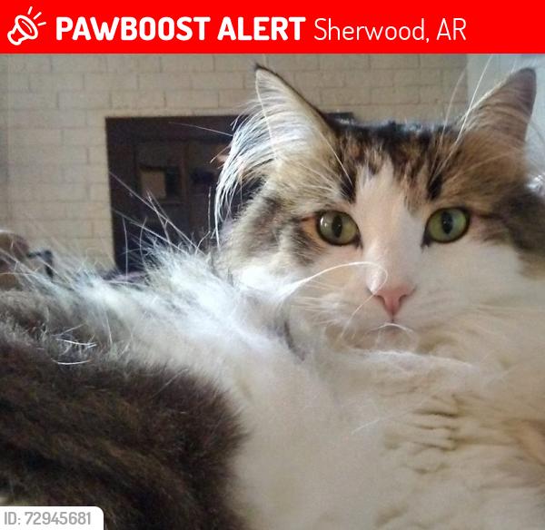 Lost Male Cat last seen Arbor Oaks subdivision in Gibson, Sherwood, AR 72120