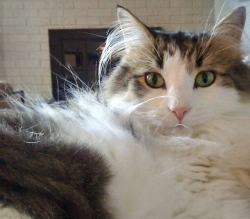 Lost Male Cat last seen Arbor Oaks subdivision in Gibson, Sherwood, AR 72120