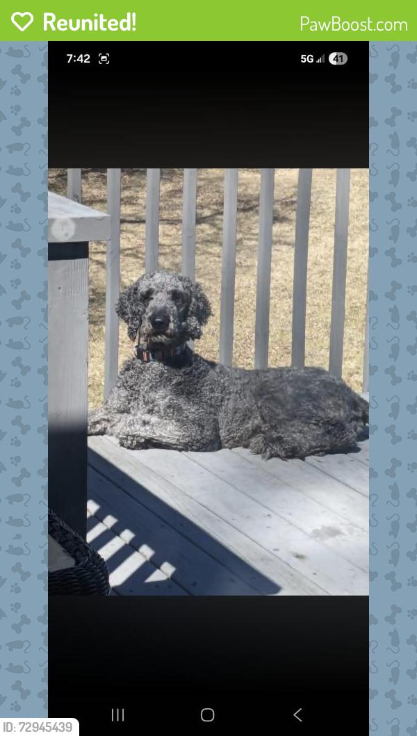Reunited Male Dog last seen Ray hill brannon road , Horse Shoe, NC 28791