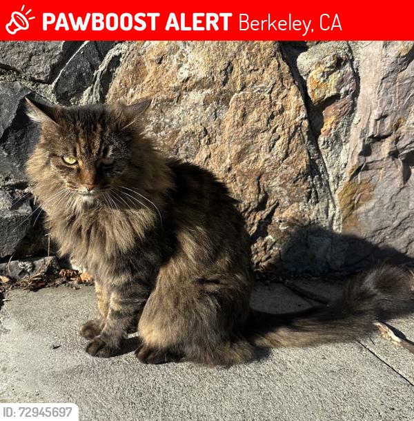 Lost Female Cat last seen Cragmont elementary school, Berkeley, CA 94708