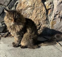 Lost Female Cat last seen Cragmont elementary school, Berkeley, CA 94708