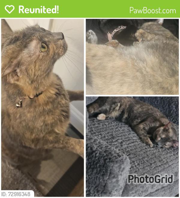Reunited Female Cat last seen Caraway Bay, Von Ormy, TX 78252